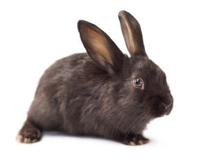 Obraz premium Rabbit