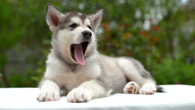 puppy malamute lies on white sheet in garden and yawns slow motion
