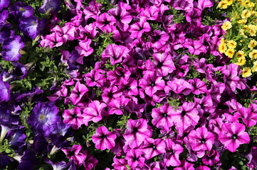 flowers for sale in Dutch flower market
