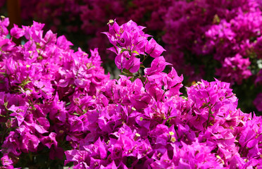 Obraz premium background of beautiful flowers in bloom with the magenta petals
