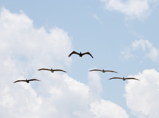 Brown Pelicans Flying, Playalinda Beach, Merritt Island, Florida