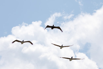 Brown Pelicans Flying, Playalinda Beach, Merritt Island, Florida