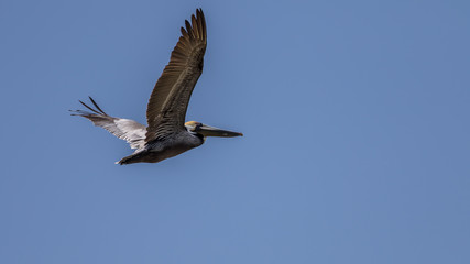 Brown Pelican Flying, Playalinda Beach, Merritt Island, Florida