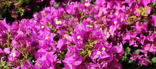 violet background of beautiful flowers in bloom
