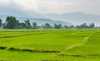 Rice paddy fields in Terai, Nepal