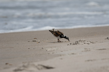 Ruddy Turnstone Foraging, Playalinda Beach, Merritt Island, Flor