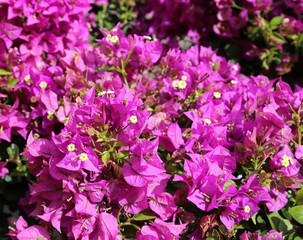 Fototapeta premium background of beautiful flowers in bloom with the purple petals
