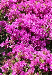 Fototapeta premium flowers in bloom with the violet petals in the garden in spring