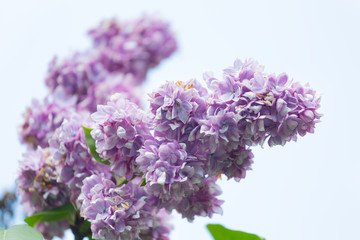 branch of blossoming lilac close up