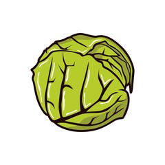 Cabbage vector