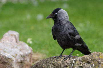 Western Jackdaw, Corvus monedula