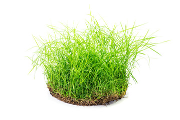 Clump of grass isolated