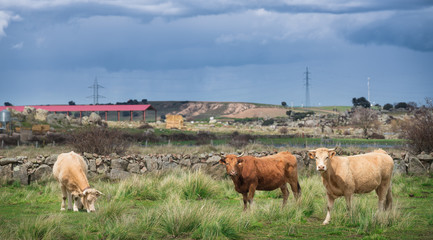 cows and bulls on pasture, lush green grass