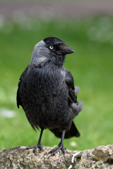 Western Jackdaw, Corvus monedula