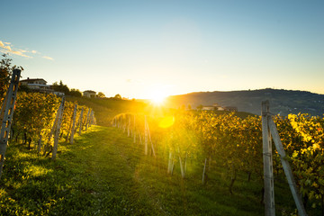 beautiful vineyard in switzerland in blue sky