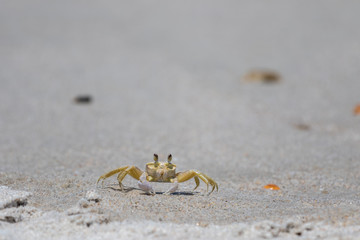 Atlantic Ghost Crab, Playalinda Beach, Merritt Island, Florida