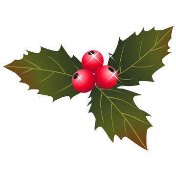 holly berry christmas  illustration vector