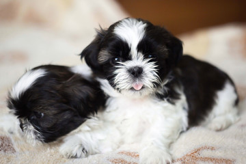 Щенки Ши-тцу.