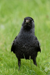 Western Jackdaw, Corvus monedula