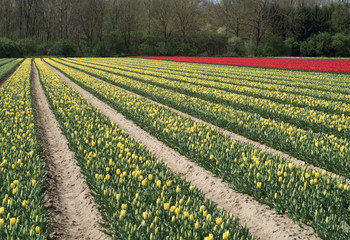 Gelbe und rote Tulpen auf dem Feld