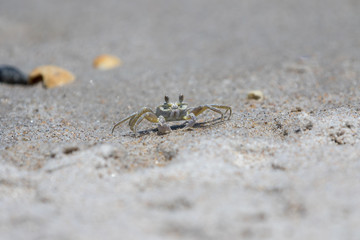 Atlantic Ghost Crab, Playalinda Beach, Merritt Island, Florida