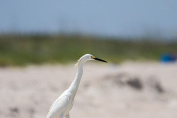 Snowy Egret, Playalinda Beach, Merritt Island, Florida