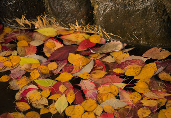 multicolored autumn leaves in water