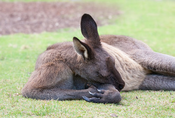 male kangaroo sleeps