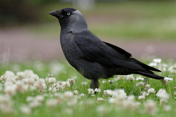 Western Jackdaw, Corvus monedula