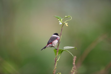 Black-headed Waxbill (Estrilda atricapilla) in Rwanda

