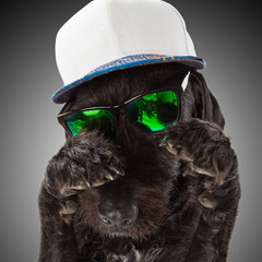 Black dog posed with sunglasses and cap.