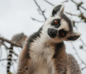 Red lemur  in natural habitat © siete_vidas1