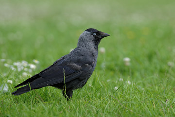 Western Jackdaw, Corvus monedula