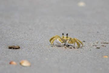 Atlantic Ghost Crab, Playalinda Beach, Merritt Island, Florida