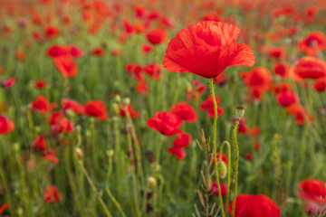 alone poppy on the field of poppies