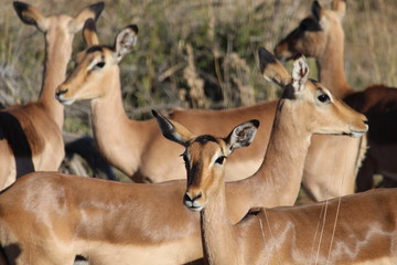 A herd of female impalas in the sun