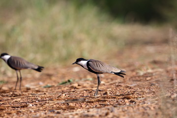 Spur-winged lapwing (Vanellus spinosus) in Rwanda


