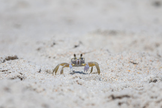 Atlantic Ghost Crab, Playalinda Beach, Merritt Island, Florida