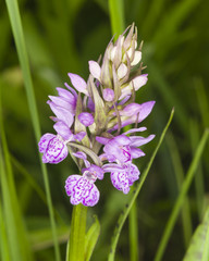 Inflorescence Dactylorhiza maculata, Heath Spotted Orchid macro, selective focus, shallow DOF