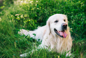Happy dog in the green grass