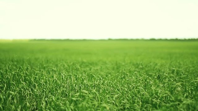 Field of a green grass
