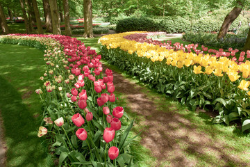 Fototapeta na wymiar Tulip field in Keukenhof Gardens, Lisse, Netherlands