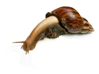 The big snail on white background
