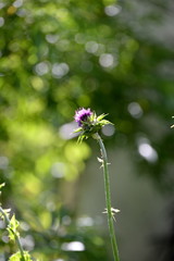 Mariendistelblüte im Gegenlicht