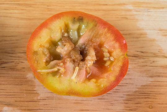 Food series : Worms in fresh tomatoes