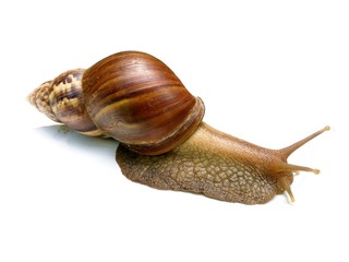 The big snail on white background
