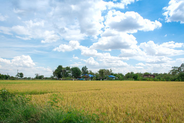 Fototapeta na wymiar Harvest season rice fields in local village, Thailand