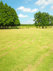 初夏の公園風景