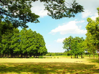初夏の公園風景