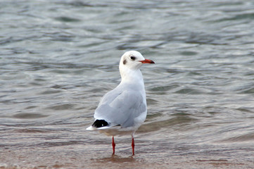 Seagull 